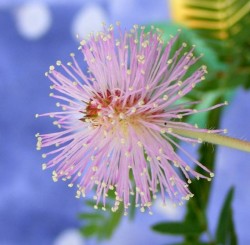 Mimose (Mimosa pudica) Blüte