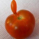Hier kommt ‚Mr. Tomato‘ :-D
