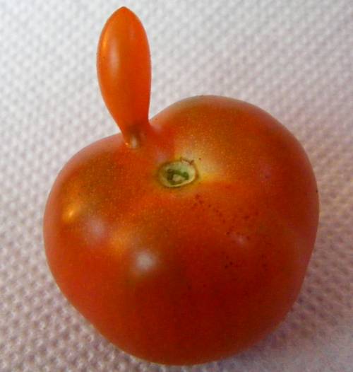 Cherry Tomate 'Zuckertraube' mit Auswuchs