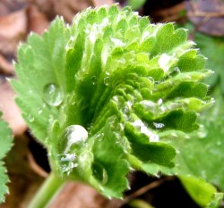 junges Blatt von Frauenmantel