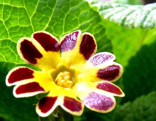 Schlüsselblume (Primula elatior) auch Hohe- oder Wald-Schlüsselblume genannt