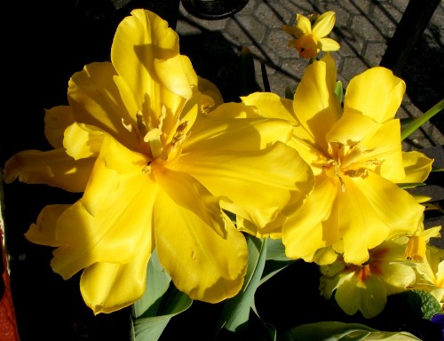 Gelb, gefüllt blühende Tulpe