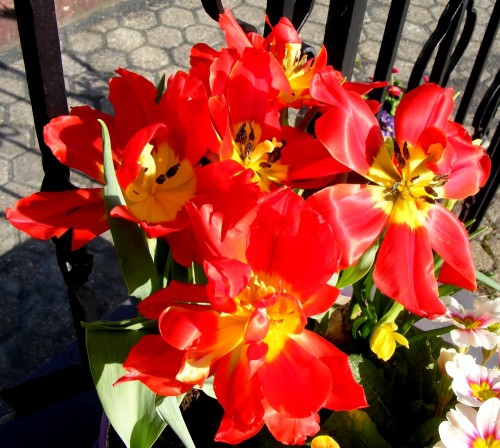Rote Tulpen, weit geöffnet