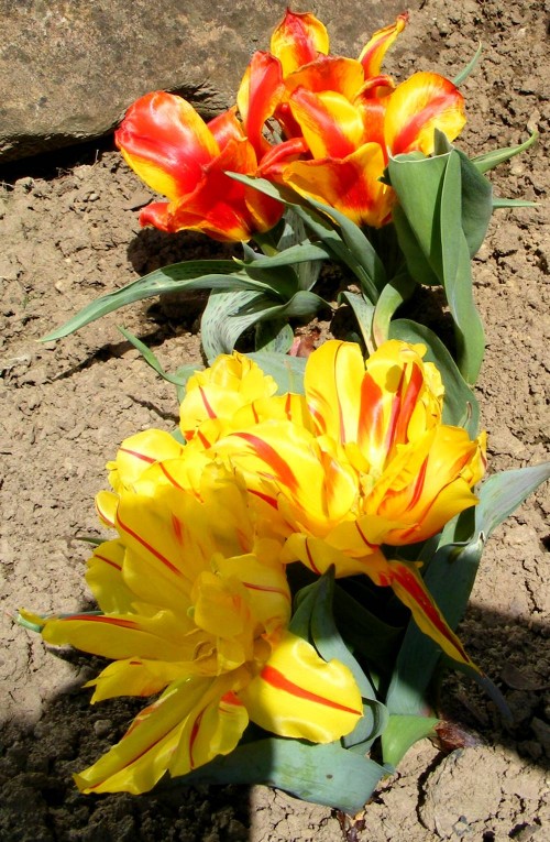 bunt gestreifte Tulpen