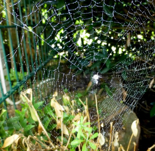 Netz einer jungen Gartenkreuzspinne