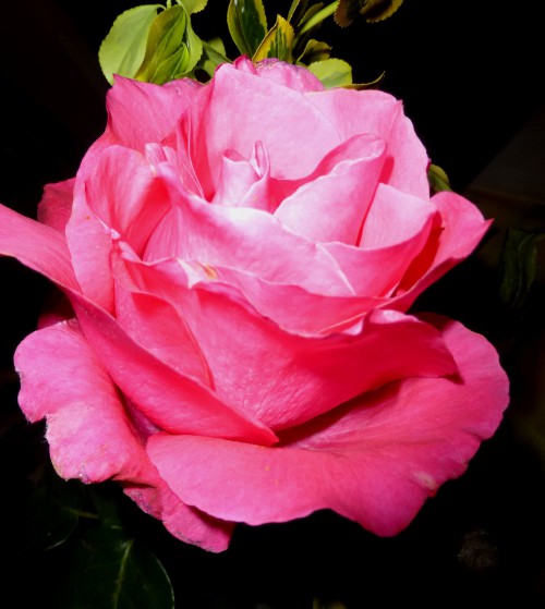 Rosenblüte rosa