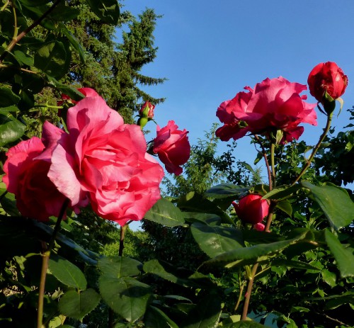 Unbekannte Rose, pink