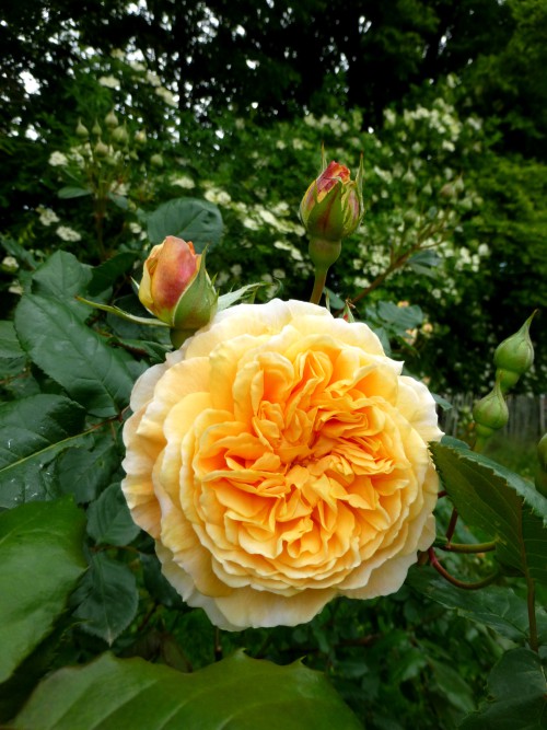 Historische Rose in gelb-orange
