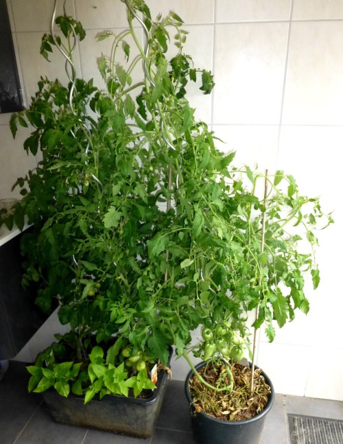 Tomatenpflanzen im Bad